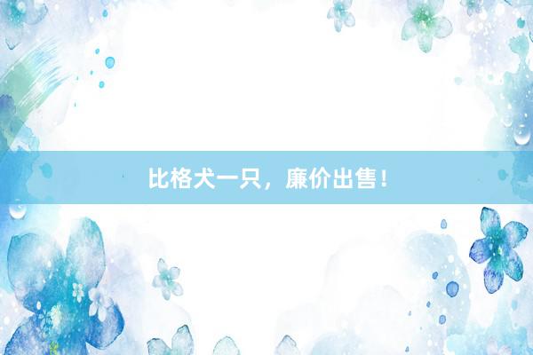 比格犬一只，廉价出售！